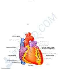 Letra y música de sus canciones con notas para guitarra. Tp2 Bis Corazon Y Grandes Vasos Anatomia Humana I