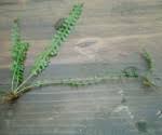 Image result for Asplenium sandersonii