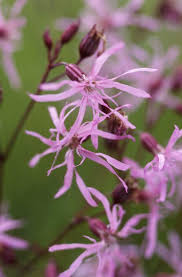 Has good red/orange fall color. Native Woodland Plants