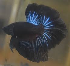 Live Betta Fish Imported Male Black Orchid Halfmoon Male Betta Fish Black Orchid Betta