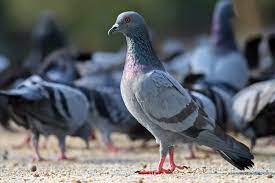 Do Pigeons Mate For Life Ballachy