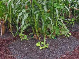 Maybe you would like to learn more about one of these? How To Plant A Three Sisters Garden Hgtv