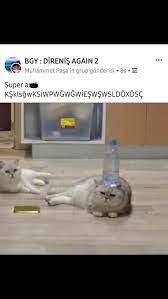 u a e n a ﾟ adli kullanicinin funniness panosundaki pin video 2021 mizah videolari komik komik hayvan videolari