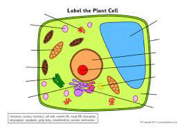 In addition, plant cells differ from animal cells in a number of key ways. Label The Plant Cell Worksheets Sb11867 Sparklebox