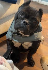 Update!!!! She's at the Humane Society in Redwood Valley ♥️ Found this  little girl