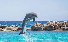 Dolphins alternate which half of the brain is sleeping periodically so that they can get the rest they need without ever losing consciousness. How Long Can Dolphins Stay Out Of Water Harbor Breeze Cruises