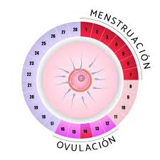 Cuales Son Los Dias Fertiles De Una Mujer Para Quedar Embarazada