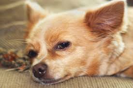 My dog have swelling on his neck for three months, our doctors dont know what is it.rtg was ok,aspirate from swelling was fat(lipoma), blood test perfect, fluid swelling on neck,increases and decreaset. Lymphadenitis In Dogs Symptoms Causes Diagnosis Treatment Recovery Management Cost