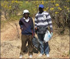 Image result for Gerardiina angolensis