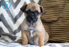 Jax Jug Puppy For Sale Keystone Puppies Jug Puppies For Sale Puppies Puppies For Sale