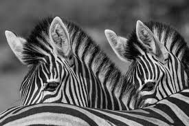 Animals Black And White Pictures ...