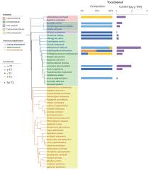 Image result for Adenolobus pechuelii