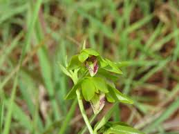 Image result for Orthochilus