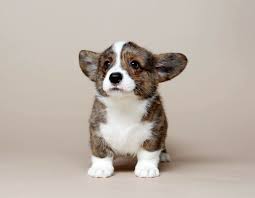 Cardigan welsh corgis love everyone and are suited to many types of homes because they are so good natured. Cardigan Welsh Corgi Brindle Corgi Dog Cute Corgi Cute Baby Animals