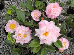 Camelliahybrid High Fragrance Camellia Fragrance Country Gardening