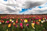 Profile Picture of Obituary for Candy Fields | February 23, 2023 | Letcher Funeral Home Inc.on Google