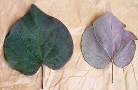 Image result for leaf shape obovate