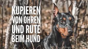 Er hat jedoch einen treuen und liebenswerten charakter. Kupieren Von Ohren Und Rute Beim Hund Gesetze In Deutschland Osterreich Schweiz Youtube