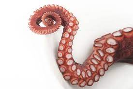 Pin By Esther Quero Ruiz On Octopus Octopus Images Octopus Tentacles Tentacle