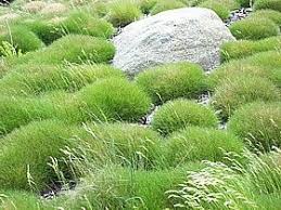Festuca Scoparia Pit Carlit Trawki Pl Garten Bepflanzen Moosgarten Asiatischer Garten