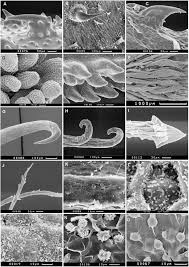 Image result for Afroligusticum runssoricum