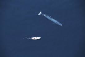 If you are looking for older wall street journal crossword puzzle answers then we highly recommend you to visit our archive page where you. Why Are Blue Whales So Gigantic Scientific American