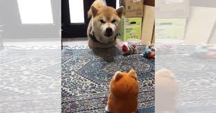 録音した音声を再生するおもちゃで遊ぶ柴犬 何故か会話が成立していて めちゃ可愛い 柴犬 ワンコ アニマル