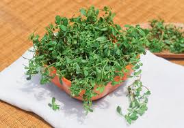 Image result for Glinus