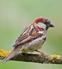 Der spatz verschwindet aus bayern. Haussperling