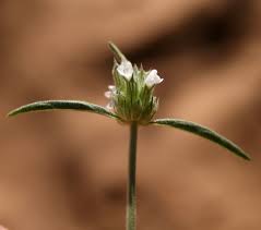 Image result for Acrotome inflata