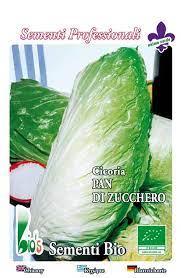 Distribuzione e fornitura all'ingrosso di radicchio pan di zucchero bio non trattato, 100% naturale, senza sali e conservanti. Cicoria Pan Di Zucchero