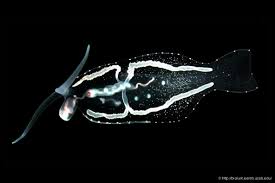 Image result for Phylohydrax