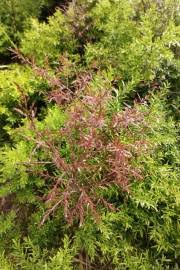 Image result for Asparagus suaveolens