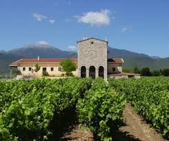 Image result for Montinia