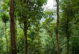 Finca bellavista ist einer der schönsten orte der welt. Real Estate Archives Finca Bellavista Communityfinca Bellavista Community