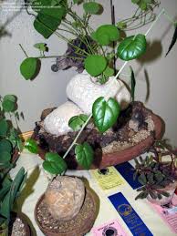 Image result for Pyrenacantha