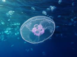 Maybe you would like to learn more about one of these? Aurelia Aurita Wikipedia Bahasa Indonesia Ensiklopedia Bebas