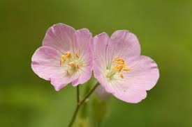 Image result for Geranium aculeolatum