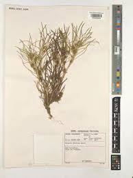 Image result for Geigeria filifolia