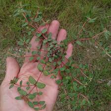 Image result for Euphorbia ophthalmica