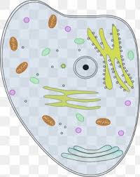 We did not find results for: Plant Cell Images Plant Cell Transparent Png Free Download