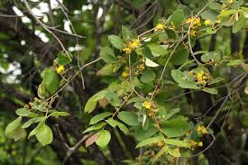 Image result for Grewia monticola