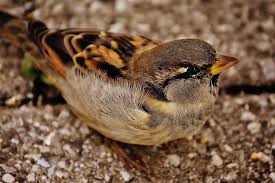 Burung finch memiliki banyak variasi warna bulunya. Burung Gereja Burung Kecil Imut Alam Bulu Burung Muda Burung Burung Burung Pipit Mencari Makan Sayap Pikist