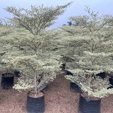 Image result for Terminalia randii