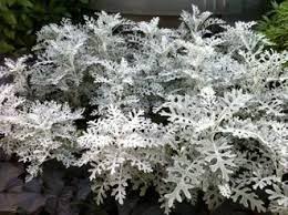 Image result for Cineraria mazoensis