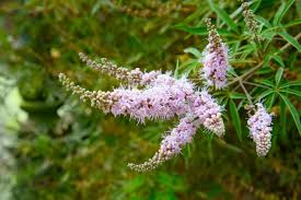 Image result for Vitex franceseana