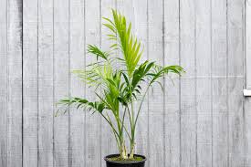 Image result for Chamaedorea cataractarum