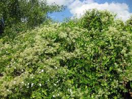 Image result for Mikania