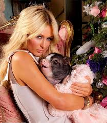 We did not find results for: Omg These Celebs Have Pigs As Pets Rediff Com Get Ahead