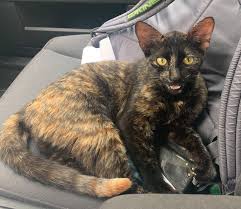 Sie können das komma wie früher setzen. Hallo Wie Soeben Telefonisch Tierheim Stadt Baden Bezirk Facebook